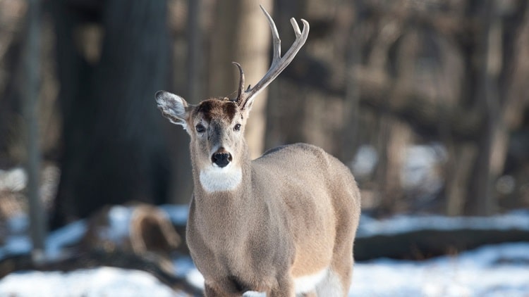 Deer with one antler