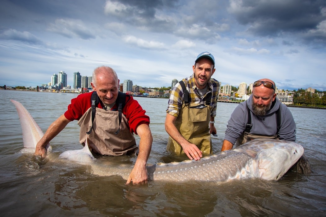 Fishermen caught sturgeon