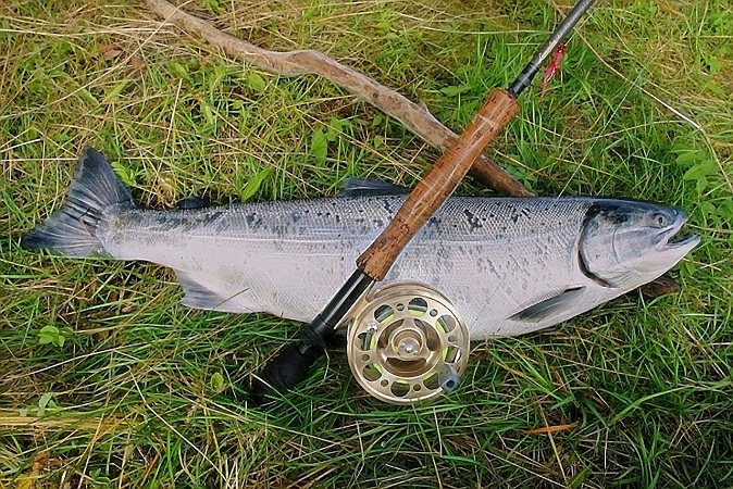 fly reel caught salmon
