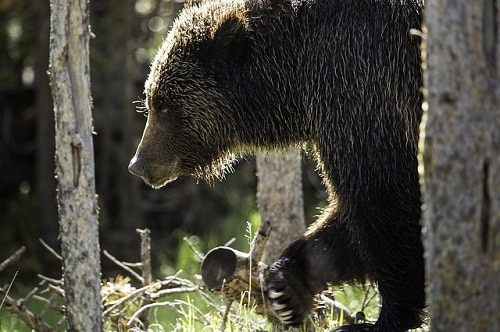 Grizzly bear half body emerging from tree trunk