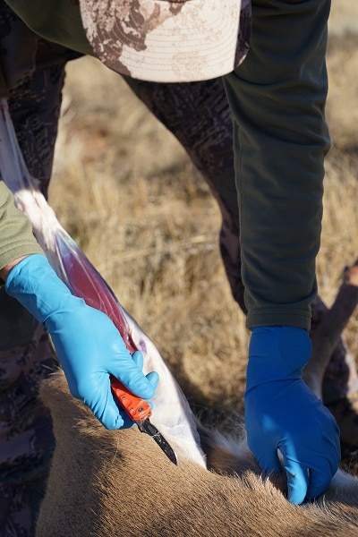 Deer hunter holding a knife prepares to skin and process the deer he shot in the field
