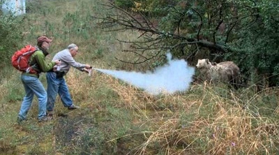 Hunters using bear spray in the wilderness