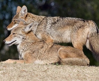 Coyote mating