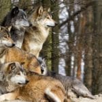 Pack of wolves in the woods