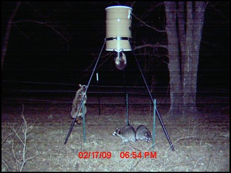 Racoons on deer feeder