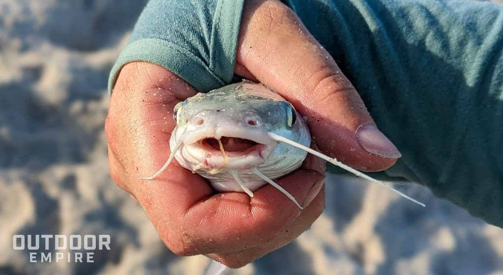 Saltwater catfish in man's hand