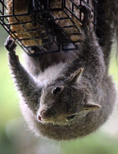 squirrel gettting food