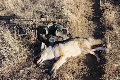 Hunted coyote and hunting equipments