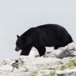 Black bear walking on rocks next to lake