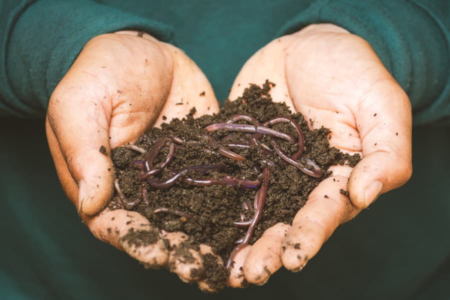 Worms in hands for bait fishing